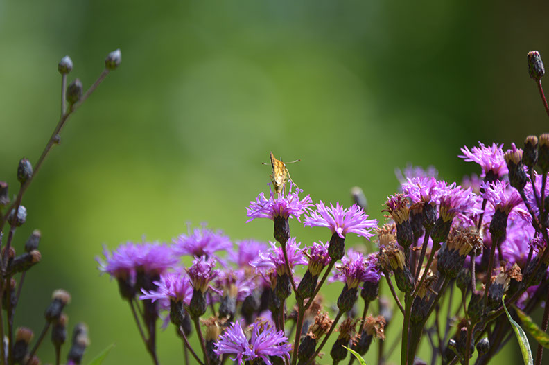 A Butterfly is sitting on a purple wildflower at the Woodbury Cabin Rental