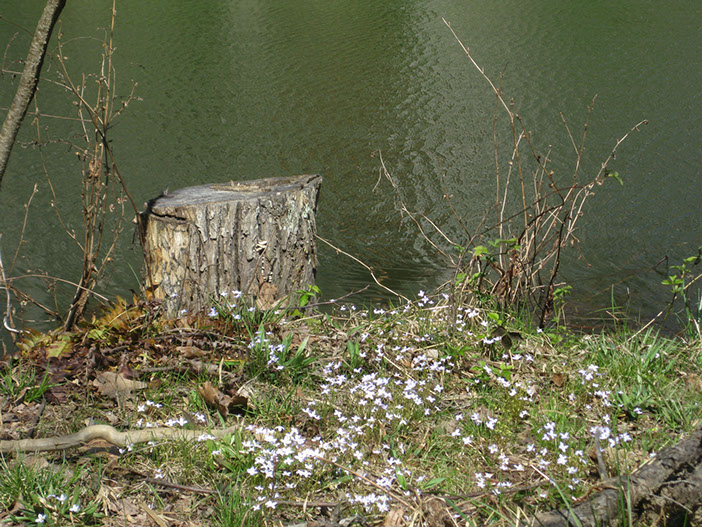 Wildflowers grow by a stump along the shore of the fishing pond at this vacation rental.